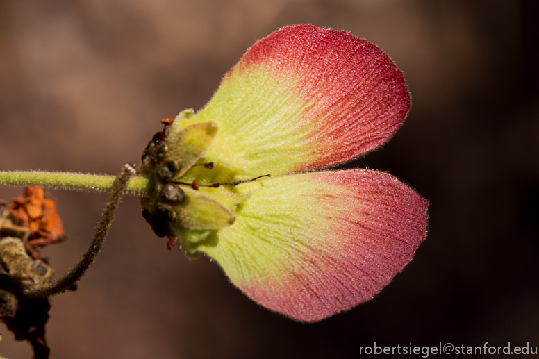 red flower